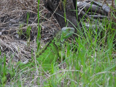 Green Iguana — Juvenile amid grass