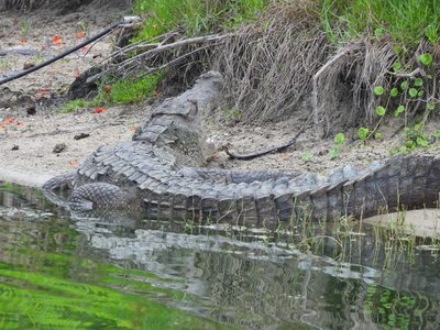 American Crocodile — Full body along the shoreline