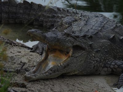 American Crocodile