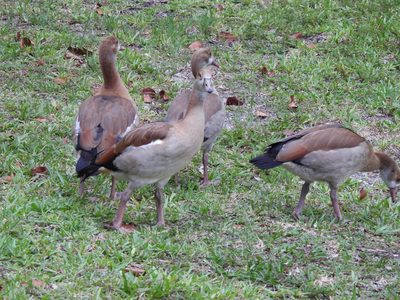 Egyptian Goose — Trio foraging