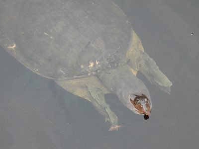 Florida Softshell — Top-down view of the flat carapace and tubular snout