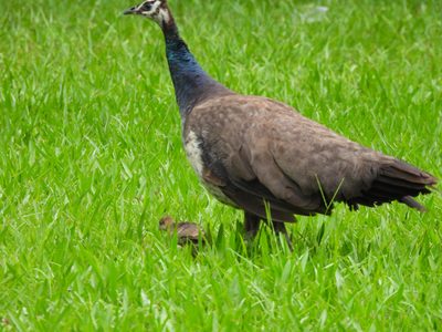 Indian Peafowl — Peahen with a chick