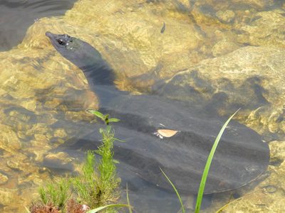 Florida Softshell — Snout raised to breathe, flat carapace visible underwater