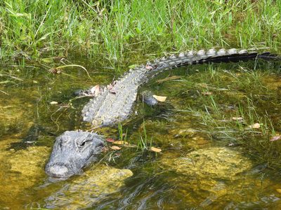 American Alligator — Back and tail breaking the surface