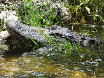 American Alligator — Head close-up against the bank