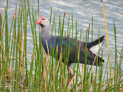 Grey-headed Swamphen