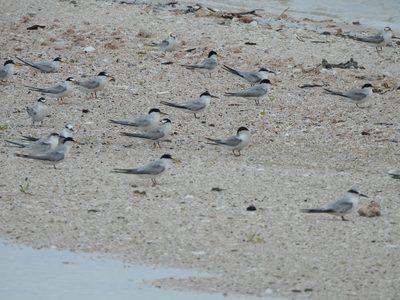 Least Tern — Flock of adults and juveniles resting on a shell beach