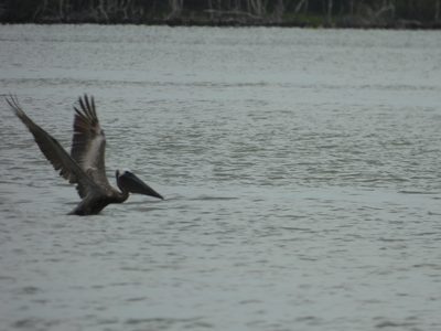 Brown Pelican — Wings spread on takeoff from the water