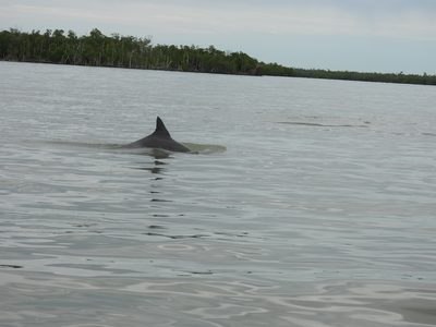 Bottlenose Dolphin — Dorsal fin surfacing in a mangrove-lined bay