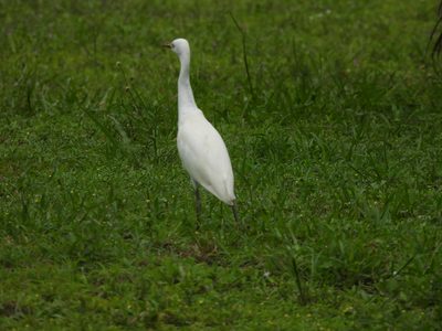 Cattle Egret — Foraging in a grassy field