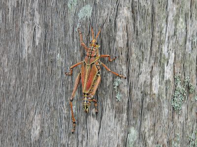 Eastern Lubber Grasshopper — Brightly colored subadult on lichen-covered bark