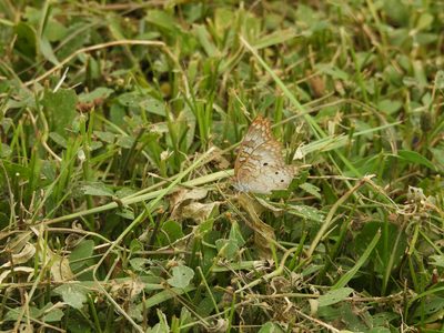 White Peacock — Wings closed, perched low in grass