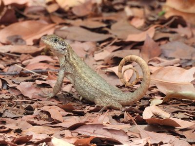 Northern Curly-tailed Lizard — Sharp side profile with the diagnostic tightly-curled tail raised, on leaf litter