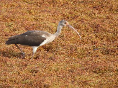 American White Ibis — Brown-and-white juvenile foraging across red sargassum