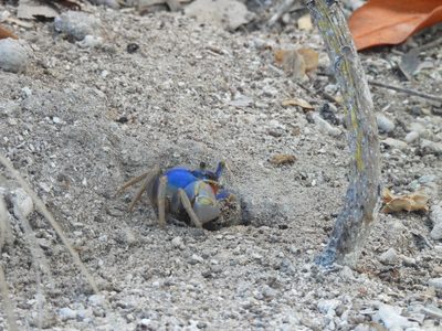 Blue Land Crab — Vivid blue male at its burrow entrance