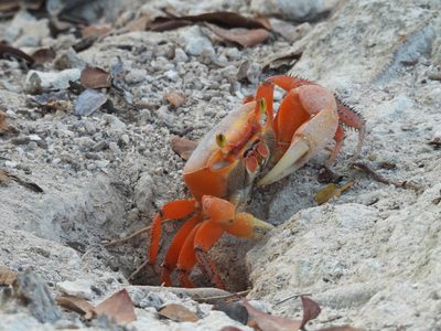 Blue Land Crab — Orange color form at its burrow — the same species as the blue male, showing the land crab's color range