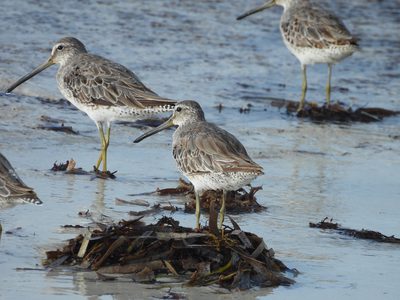 Short-billed Dowitcher — Crisp pair on kelp in nonbreeding plumage on a tidal flat