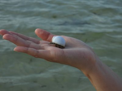 Thinstripe Hermit Crab — Grayish legs with fine lengthwise stripes, in a white moon-snail shell held on an open palm