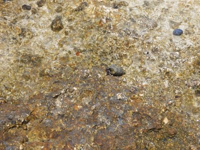 Blue-legged Hermit Crab — Blue legs with orange bands, tucked into a spired shell on wet tidepool rock