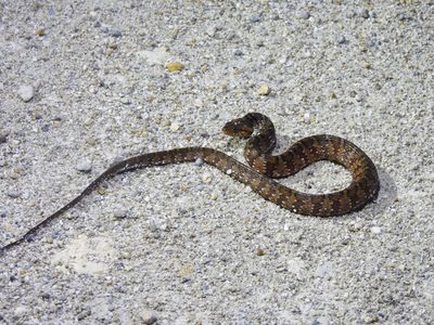 Florida Watersnake — Rusty crossbands breaking into alternating blotches toward the tail, coiled on pale limerock at night