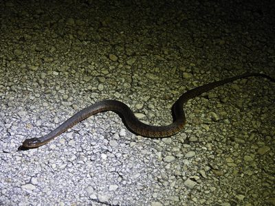 Florida Green Watersnake — Plain olive-brown marsh snake crossing a levee road after dark, tongue out