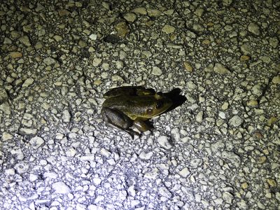 Pig Frog — On a gravel levee at night — oversized tympanum marks it as a male