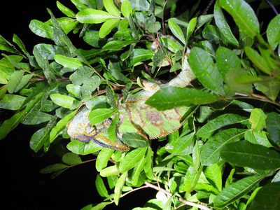 Veiled Chameleon — Introduced species established in South Florida; heavy-bodied adult male found by flashlight in a roadside shrub