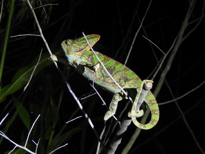 Veiled Chameleon — Adult male straddling bare twigs with its tail curled, casque held high
