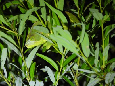 Veiled Chameleon — Female — lower casque and plainer green than the males, peering out of willow leaves