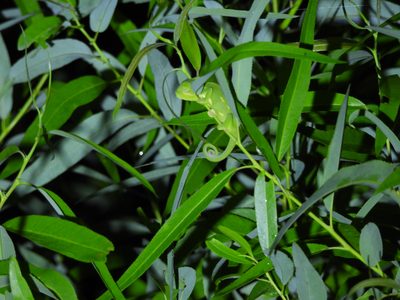 Veiled Chameleon — Juvenile — plain green with a low casque and coiled tail, gripping a willow stem at night