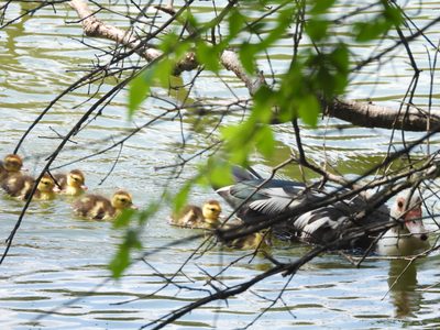 Muscovy Duck — Hen leading a brood of downy ducklings in a line across the pond, seen through overhanging branches
