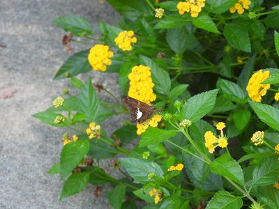 Silver-spotted Skipper — Nectaring on lantana, the diagnostic silver-white patch showing on the hindwing underside