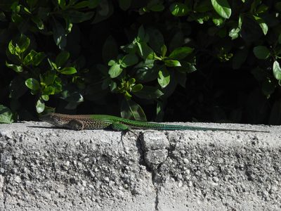 Giant Ameiva — Introduced South American lizard stretched along a sunlit curb — reticulated brown head, green flanks flecked with pale spots, long blue-green tail