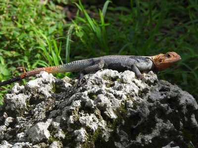 Peters's Rock Agama — Introduced species established in South Florida; breeding male basking on weathered limestone, orange head and blue body