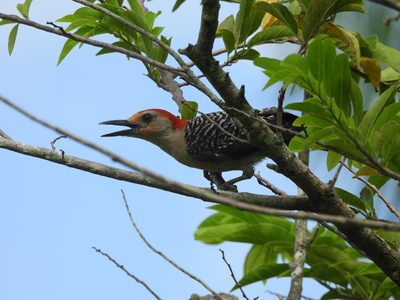 Red-bellied Woodpecker — Calling from a fruit tree with bill open, the barred back and red crown catching the light