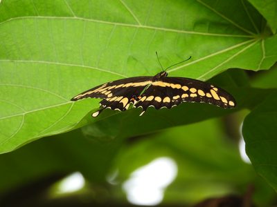 Giant Swallowtail — Wings spread flat on a broad leaf, showing the diagonal band of cream spots and the red-and-blue eyespot at the tail