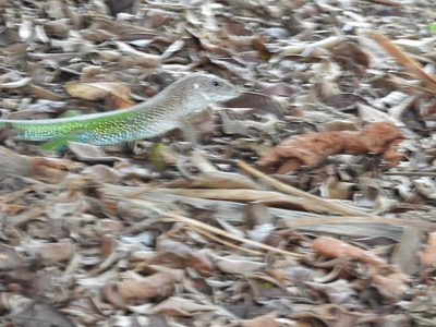 Giant Ameiva — Sprinting across leaf litter, the motion blur showing off the green and turquoise flank