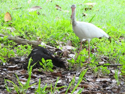 American White Ibis — Adult foraging through leaf litter on a shaded lawn, bill probing between fallen fronds