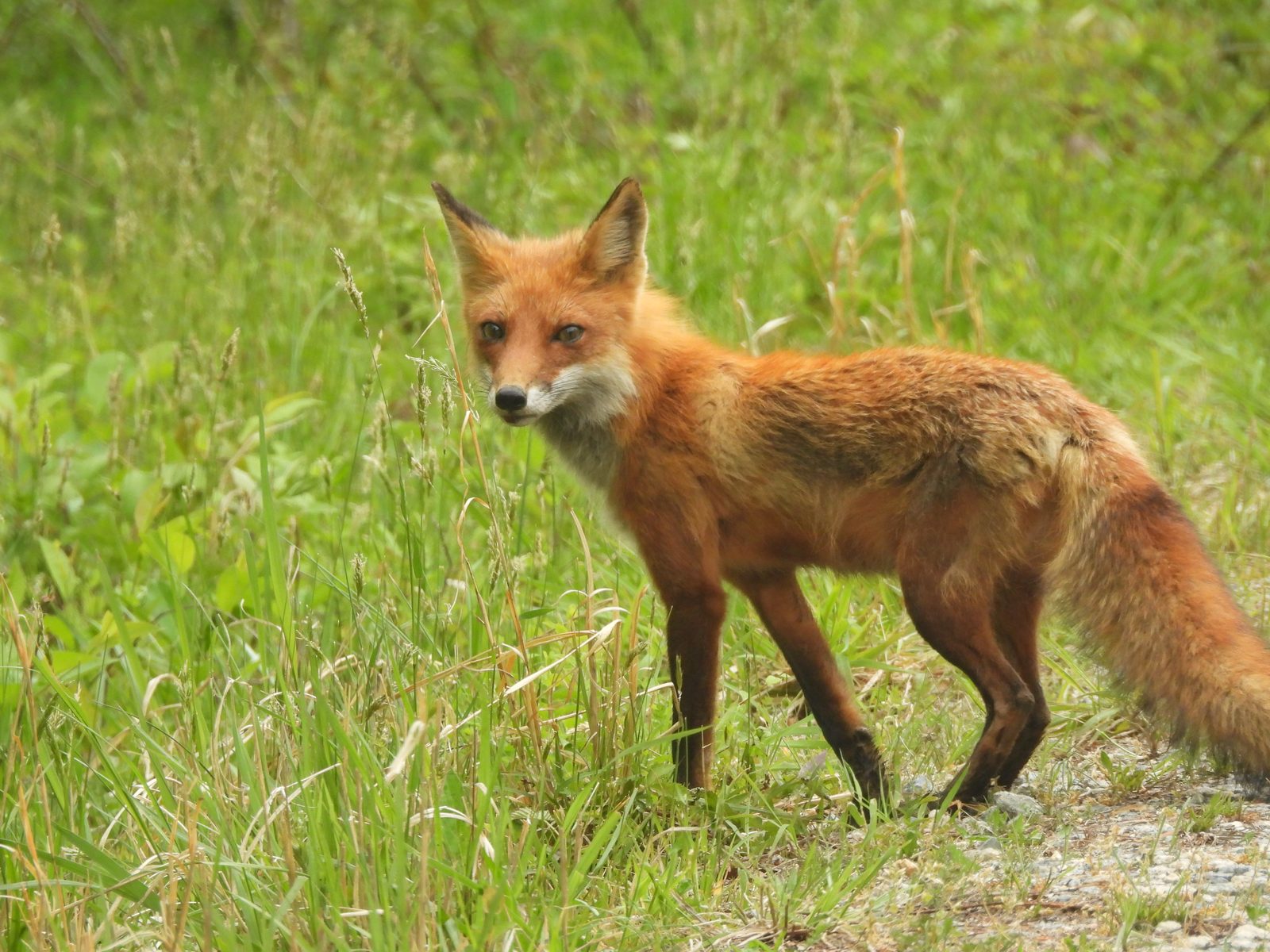 Red Fox — Alert adult portrait