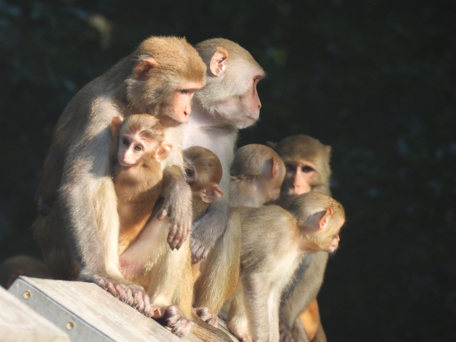 Rhesus Macaque — Introduced free-ranging troop; a family huddled on the boardwalk with two infants
