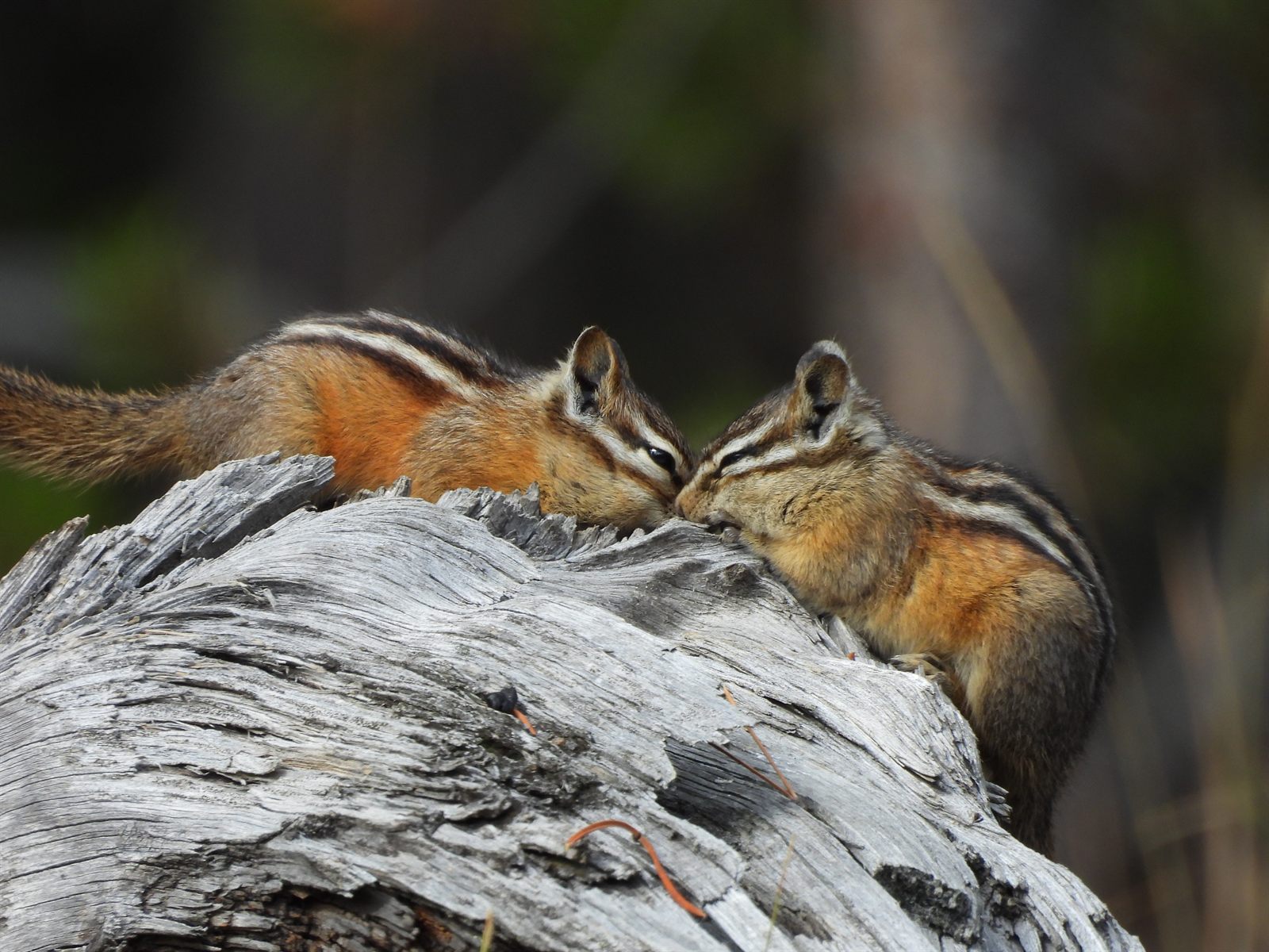 Least Chipmunk — Two chipmunks greeting nose to nose on a weathered log; species probable (Yellow-pine and Uinta also occur here)