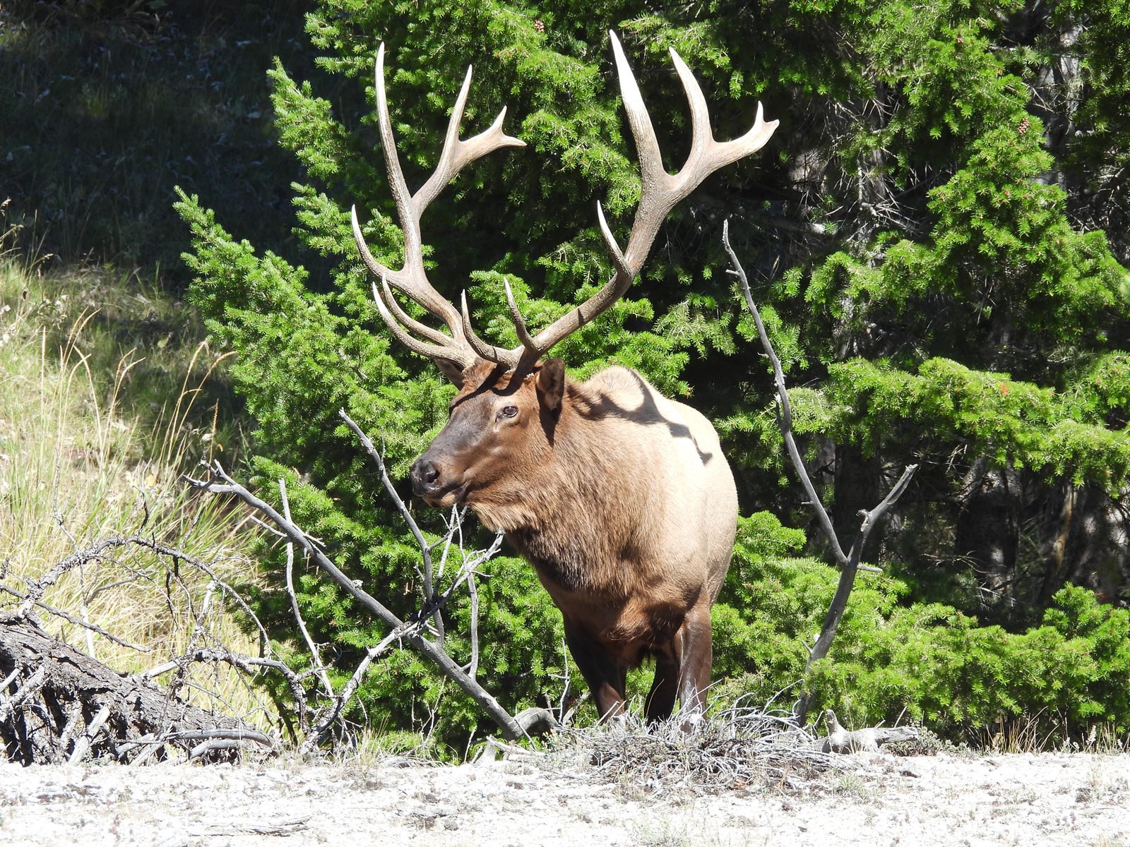Elk — Big six-point bull in three-quarter view against dark junipers at Mammoth Hot Springs