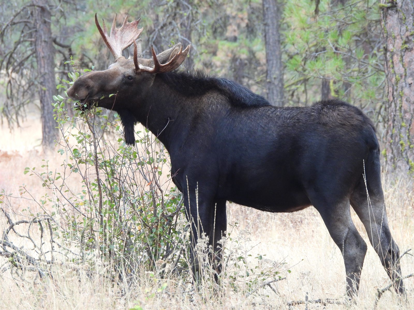 Moose — Bull with palmate antlers browsing a shrub in open pine woodland, leaves in its mouth