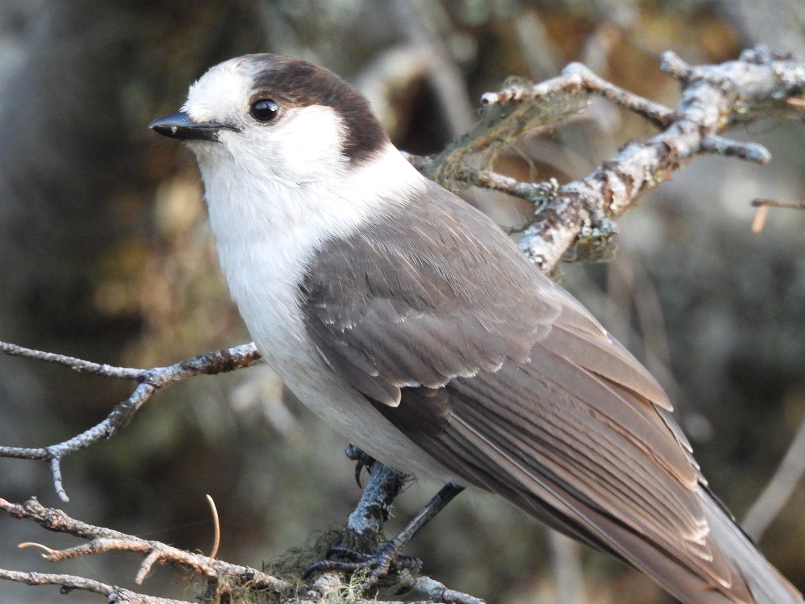 Canada Jay — Close portrait on a lichen-covered twig