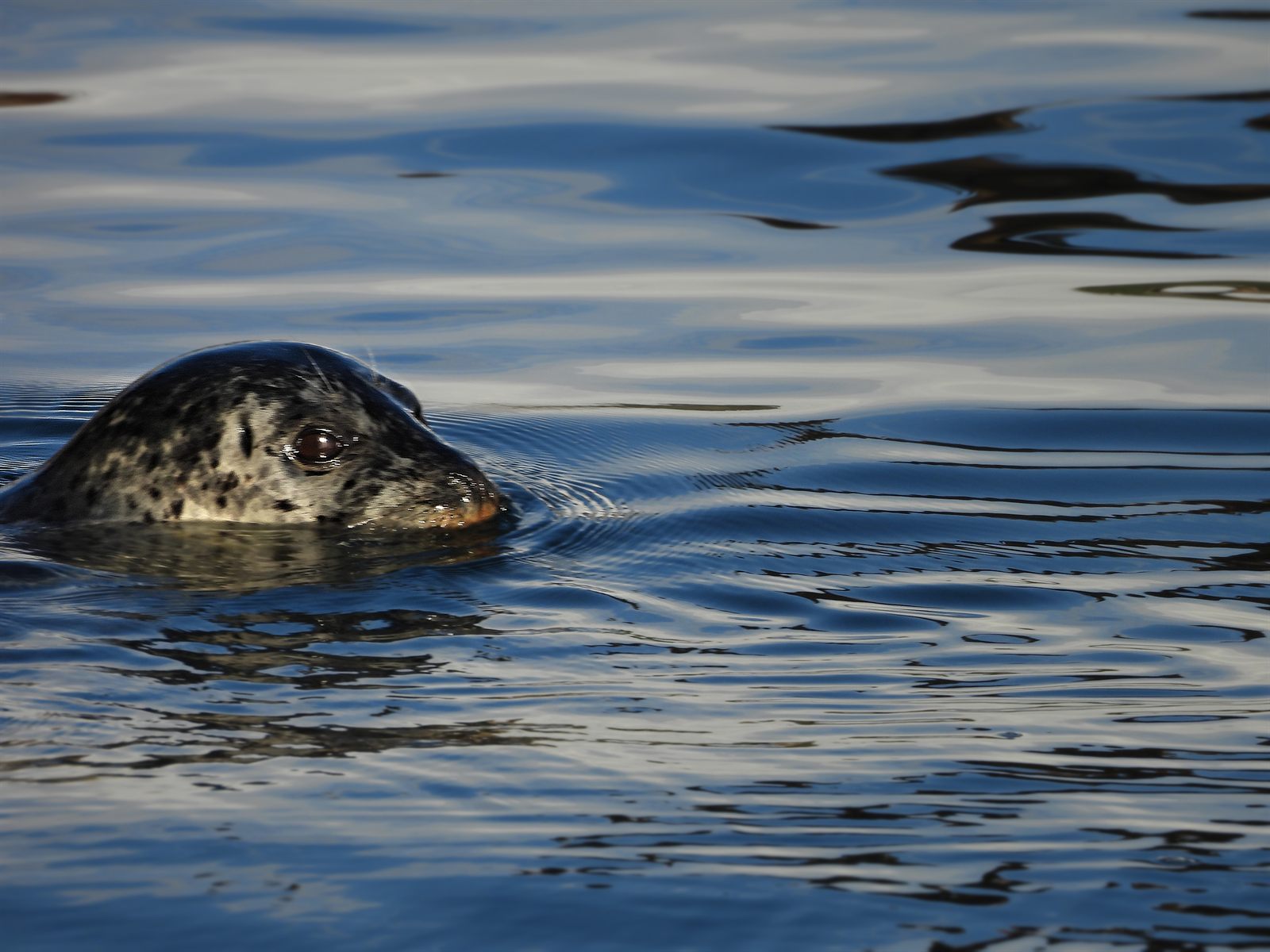 Harbor Seal — Eye-level head portrait among blue reflections, a catchlight in the dark eye