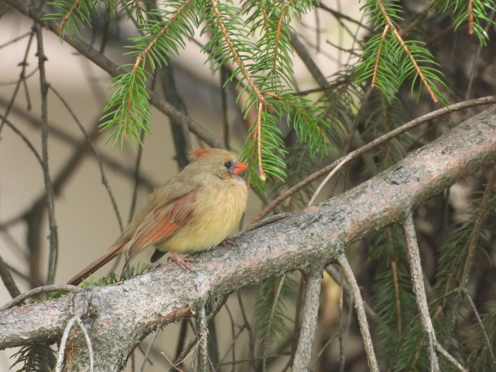 Northern Cardinal — Female perched, evergreen background