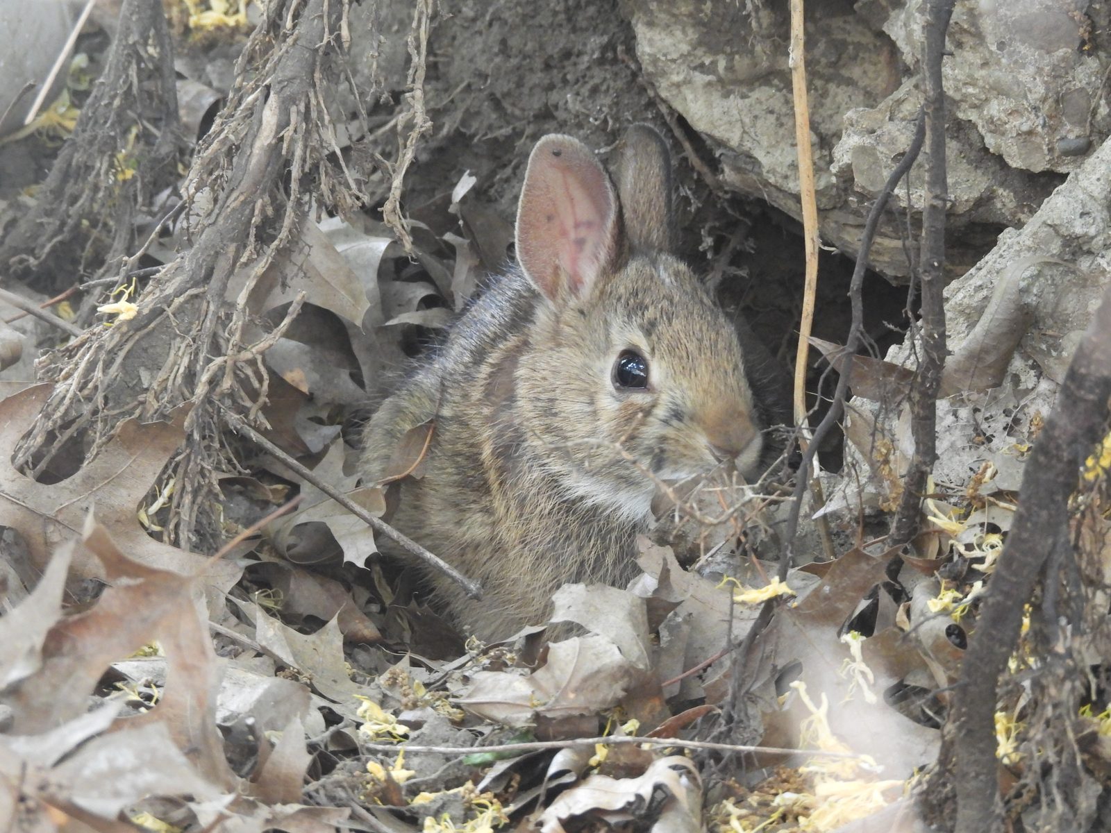 Eastern Cottontail — Kit peeking from a den