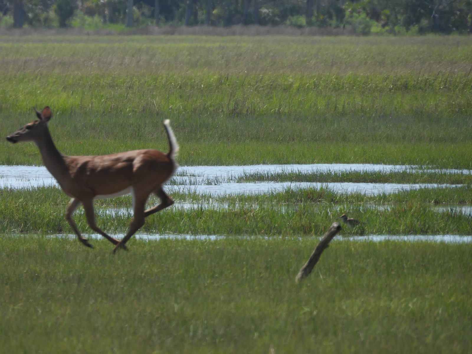 White-tailed Deer — Running across the marsh