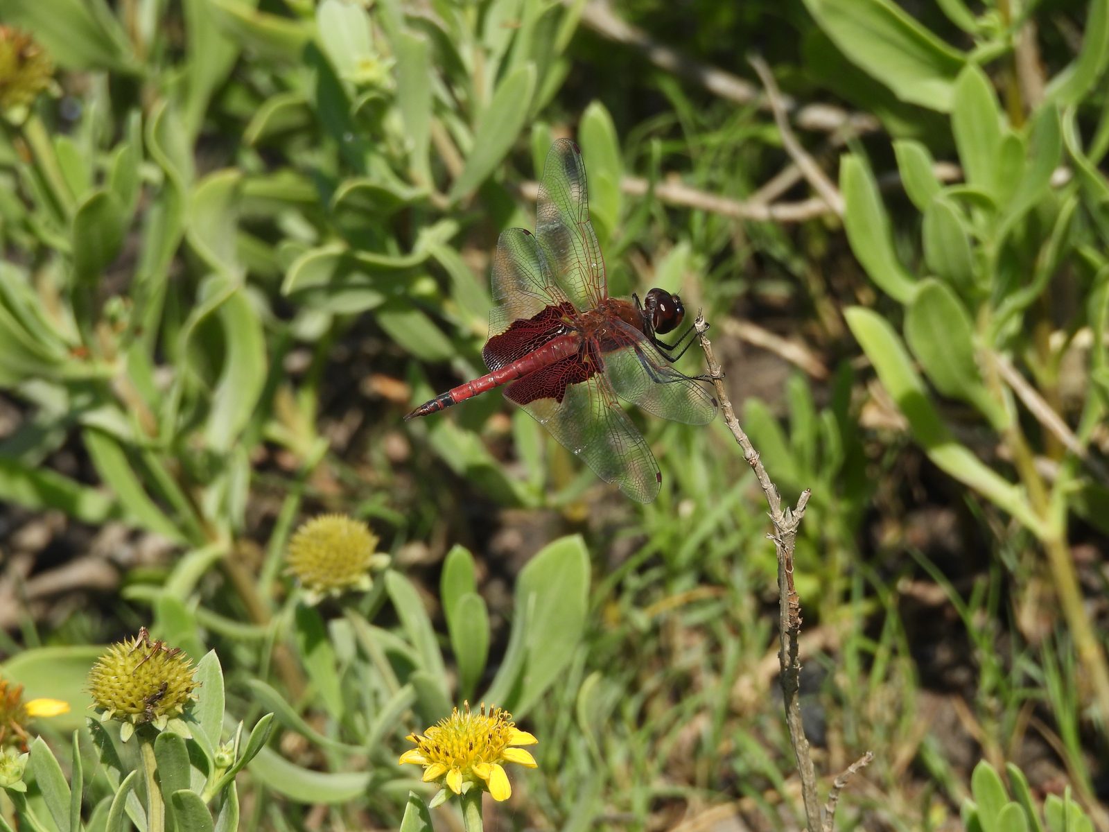 Dragonfly — Vivid red perched against green