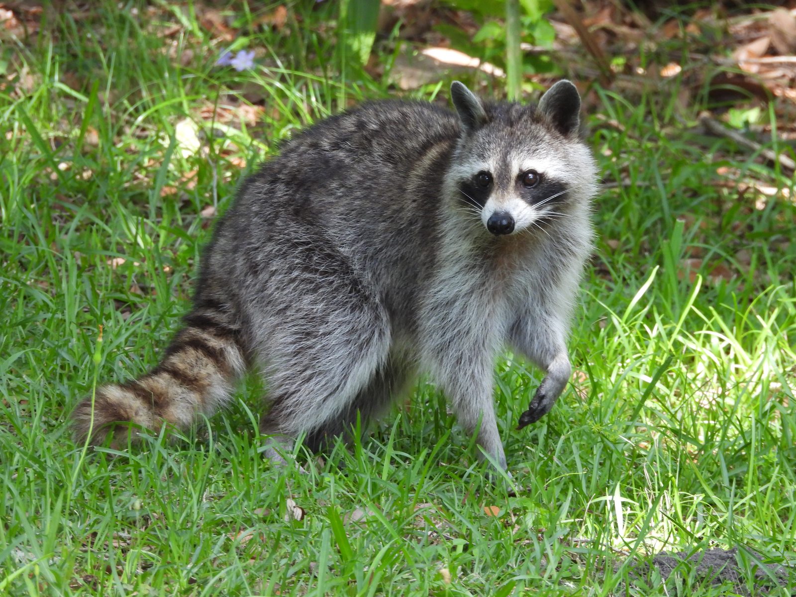 Raccoon — Direct gaze in natural light